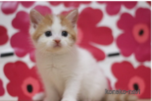 成約済の東京都のマンチカン-74013の1枚目